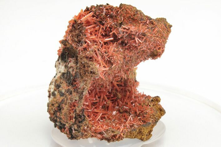 Bright Orange Crocoite Crystal Cluster - Tasmania #218733